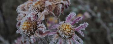 Вихідними підморозить: прогноз погоди в Україні на 21-22 січня 